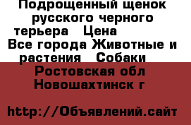 Подрощенный щенок русского черного терьера › Цена ­ 35 000 - Все города Животные и растения » Собаки   . Ростовская обл.,Новошахтинск г.